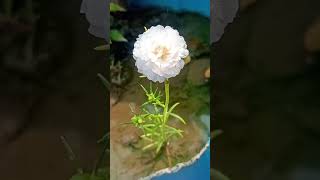 subah kiska chehra dekhna achcha hota hai astrology youtubeshorts viralvideo shortvideo 🌺🌿 [upl. by Gnart]