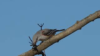 Scissortailed Flycatcher in Massachusetts  Rare Sighting [upl. by Oluas]