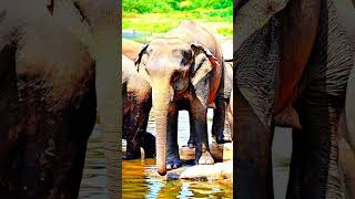 Elephant new fact  fact shortsviral trend trending [upl. by Llerrehc]