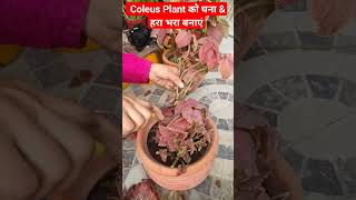 Coleus plant cutting amp winter care tipsshorts [upl. by Nagap]