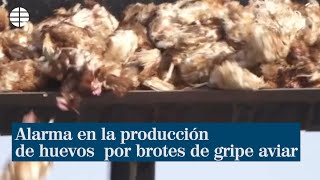 Alarma en la producción de huevos con la multiplicación de brotes de gripe aviar por toda España [upl. by Levana]