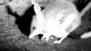 Bilby Macrotis lagotis [upl. by Thorndike]