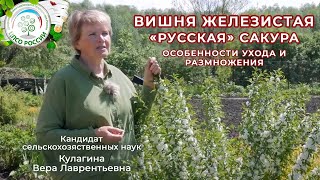 Вишня железистая Сакура [upl. by Knowle]