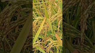 Paddy fieldreels paddys paddys youtubeshorts shortvideo viralvideo [upl. by Nahem272]