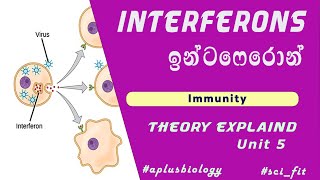 ඉන්ටෆෙරෝන් ගැන සරලව පැහැදිලි කරගමු  Interferons in sinhala  Immunity [upl. by Berna884]