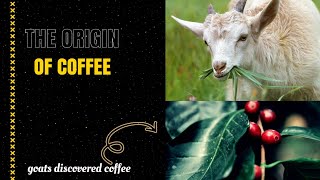 The Origin Of Coffee  A Great Discovery By a Goat [upl. by Burgwell667]