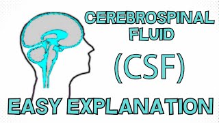 Cerebrospinal Fluid CSF explained in 3 Minutes  Function Composition Circulation [upl. by Asilla]