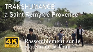 TRANSHUMANCE  Rassemblement sur le plateau du la Crau  Partie 1  STRemy de Provence [upl. by Yllrebmik]