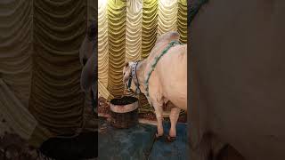 Dangerous 🔥 🔥 Cattle Of Sadique Diary Farm Owner Manik Bhaiox cattlefarm views cowlover [upl. by Iatnohs]