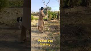 Pointer Dog training by Amir Gohar Chargulli akbarpura knowledge [upl. by Llenna]