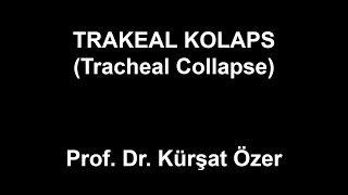 Trakeal Kolaps Tracheal Collapse [upl. by Nylleoj]