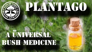 Plantago  A Universal Bush Medicine [upl. by Hpotsirhc]