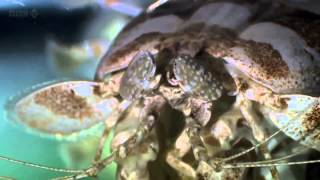 David Attenborough Origin of Life Conquest HD BBC Documentary Animals amp Nature 2 [upl. by Bhatt]