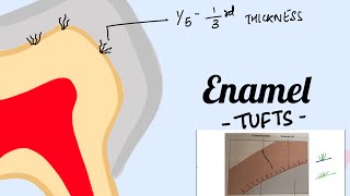 Enamel Tufts Structure of Enamel Oral histology [upl. by Aihsas]