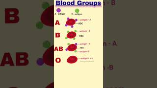 Blood Groups  Types Of Blood Groups  Principle Of Inheritance And Variation [upl. by Siegfried]