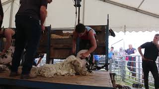 Echt Show 22  Sheep shearing contest [upl. by Yendroc]