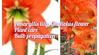 Amaryllis lily Gladiolus flower plants care ampreporting amppropagation [upl. by Rustice730]