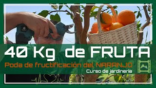 🍊 Poda ASÍ tu NARANJO 👉 Cosecha INCREÍBLE 🍊 Capítulo 43 Curso básico de Jardinería 2021  LdN [upl. by Nylek]