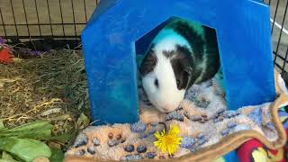 Cute guinea Pig eating dandelion flowers [upl. by Ynetruoc43]