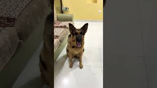 German Shepherd dog barking  Gsd dog barking  dog barking  puppy barking  dog barking sounds [upl. by Isle]