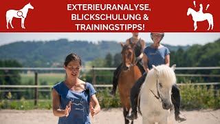 🐎 Exterieuranalyse Blickschulung amp Pferdetrainingstipps für Dich 🤩 [upl. by Harden53]