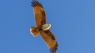 Juvenile Brahminy Kites First Flight [upl. by Onirefes]