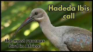 Hadeda Ibis call the most raucous bird in Africa [upl. by Korie]