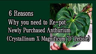 6 Reasons Why you need to repot your Anthurium Plant Crystallinum X Magnificum D Petiole [upl. by Rasla360]