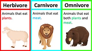 Herbivore Carnivore amp Omnivore  Types of animals  Whats the difference [upl. by Atrice943]