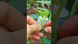 Grafting on Tomato 🍅 plant shorts [upl. by Adnocahs]