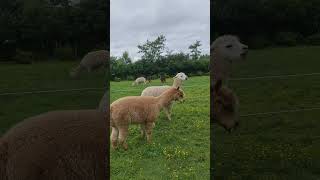 Alpaca Alarm Sound [upl. by Walling]