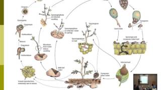 Lecture 15  Phytophthora Diseases  Dr  Rana Samara [upl. by Eet]