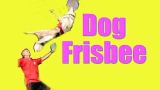 Dog Frisbee Tips and Tricks [upl. by Seidule595]