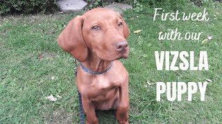 Our first week with our 12 week old Vizsla puppy Nyla [upl. by Ordisi]