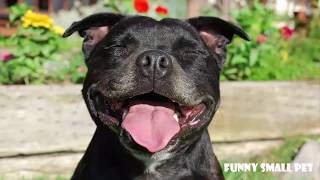 Funny Talking Dog Staffy 🔴 Staffordshire Bull Terrier Compilation 2017 [upl. by Ayekam]