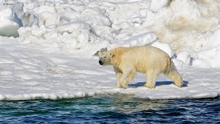 Polar bear kills woman boy in remote Alaska village [upl. by Aline]