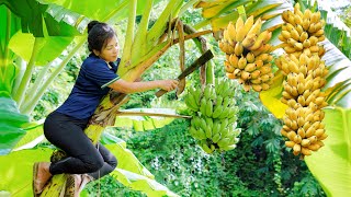 Harvesting Banana Fruit to sell at the market  Gardening  Build farm  Nga Daily Life New [upl. by Nilrah298]