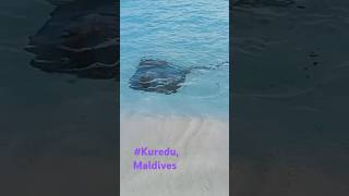 Kuredu Maldives stingray [upl. by Ecela]