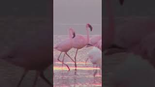 STOP Believing These Flamingo Myths [upl. by Llerdna457]