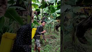 Insecticide and Fungicide combination Banana Farming kaushikvlogs shorts agriculture [upl. by Zilvia]