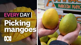 How to pick the best mangoes  Everyday Food  ABC Australia [upl. by Ellesij674]