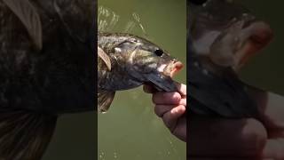 fishing shorts smallmouthbass Lake cumberland  big smallmouth bass [upl. by Iduj114]