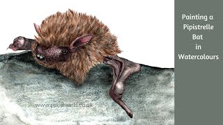 Painting a pipistrelle bat in watercolours [upl. by Adnorhs922]