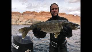 Spearfishing Huge walleye at Lake Powell [upl. by Paver]