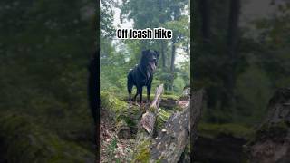 Off Leash Sniffspot offleashlife sniffspot dogmom dogmomlife recalltraining [upl. by Pang698]