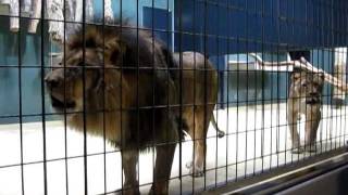 Lions Roaring at the Berlin Zoo [upl. by Ilegna]