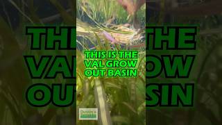 VALLISNERIA Grow Out Basin [upl. by Haonam]