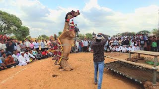 ऊँट का ऐसा डांस राजस्थान मे पहली बारखरगोश डांसcamel danceRajasthan dj songviral camel dance [upl. by Cheslie865]