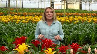 Kents Bromeliads  How To Care for Bromeliads [upl. by Brenza]