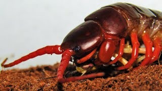 Giant Centipede Scolopendra Subspinipes  Hunting amp Feeding [upl. by Losse]